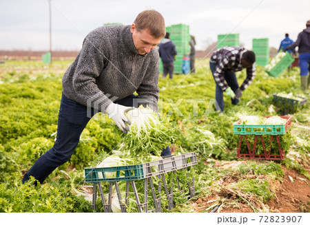 Men professional gardeners during harvesting of lettuce Men professional gardeners during harvesting of lettuce 72823907