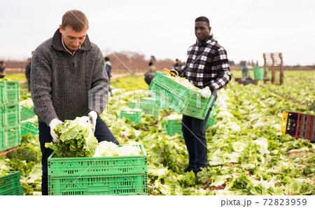 Men gardeners picking harvest of lettuce to crates in garden 72823959