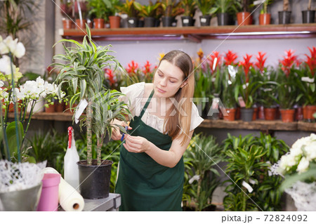 Friendly smiling female florist holding a pot with a home plant in the floral shop Friendly smiling female florist holding a pot with a home plant in the floral shop 72824092