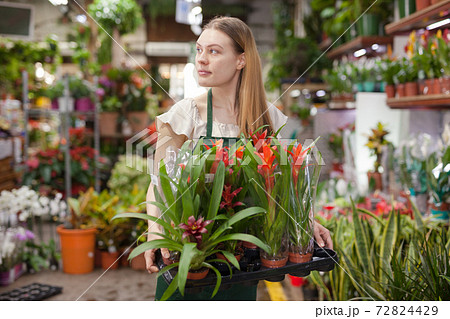 Female florist happily holding pots with flowers bromelia 72824429