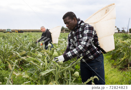 African man harvesting artichokes 72824823