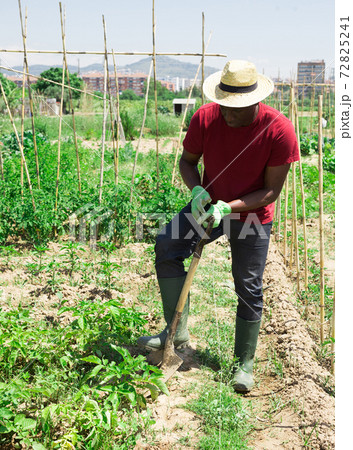 African american man digging weeds on field with a shovel African american man digging weeds on field with a shovel 72825241
