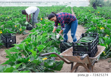 Hired workers harvest zucchini Hired workers harvest zucchini 72825274