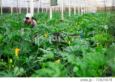 Female farmer collect harvest ripe zucchini in greenhouse 72825678