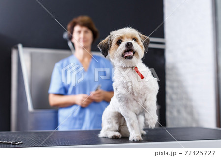 Havanese puppy waiting for grooming Havanese puppy waiting for grooming 72825727