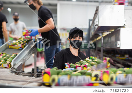 Positive woman in face mask stacking boxes with selected avocado on fruits sorting department Positive woman in face mask stacking boxes with selected avocado on fruits sorting department 72825729
