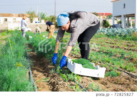Workwoman gathering crop of fresh dill on vegetable plantation 72825827