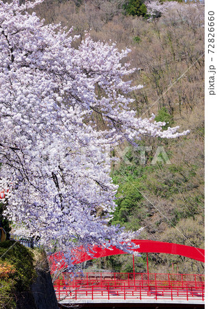 山と赤い橋を背景に咲いている満開の桜 山と赤い橋を背景に咲いている満開の桜 72826660