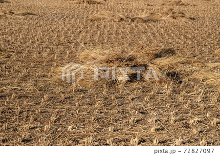 冬の田んぼと藁 72827097