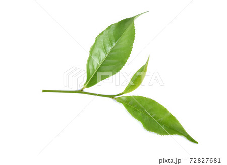 green tea leaf isolated on white background green tea leaf isolated on white background 72827681