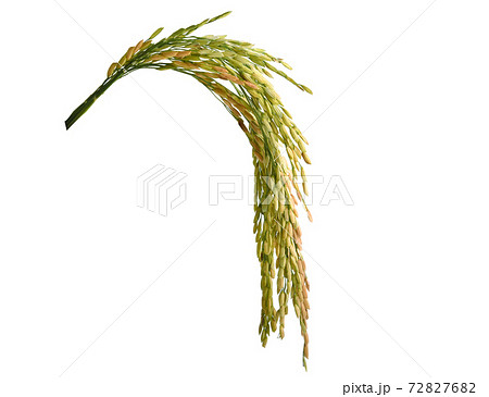 Ears of rice isolated isolated on white background Ears of rice isolated isolated on white background 72827682