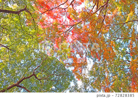 龍福寺の紅葉 72828385