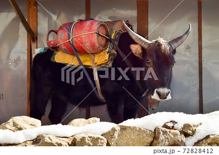 ネパール ガスシリンダーを運ぶ牛 ネパール ガスシリンダーを運ぶ牛 72828412