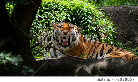 吠えるトラの写真素材