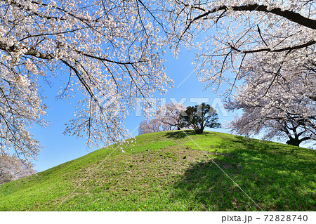 埼玉　さきたま古墳公園 72828740