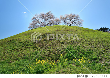 埼玉　さきたま古墳公園 72828744