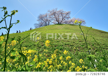 埼玉　さきたま古墳公園 72828746