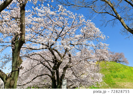埼玉　さきたま古墳公園 72828755