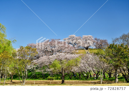 埼玉　さきたま古墳公園 72828757