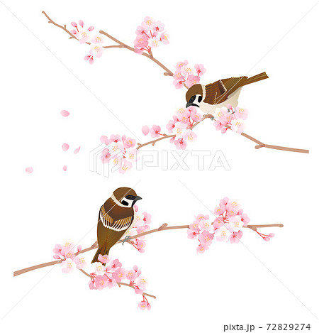 桜の枝に止まるかわいい野鳥スズメのベクターイラストのイラスト素材