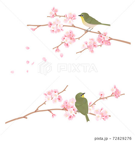 桜の枝に止まるかわいい野鳥メジロのベクターイラストのイラスト素材