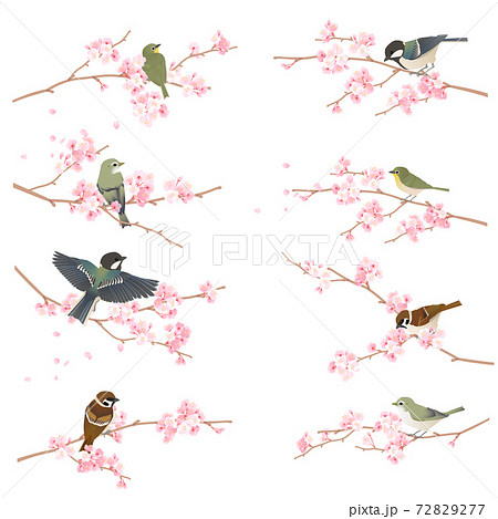 桜の枝に止まるかわいい野鳥 ウグイス シジュウカラ メジロ スズメ のベクターイラストのイラスト素材