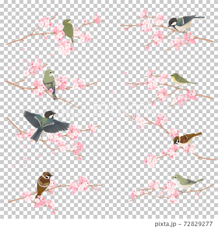 桜の枝に止まるかわいい野鳥 ウグイス シジュウカラ メジロ スズメ のベクターイラストのイラスト素材
