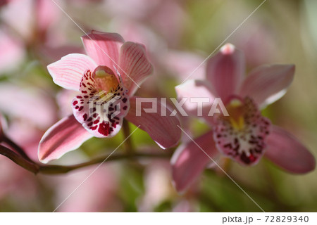 シンビジウム シンビジウム 72829340