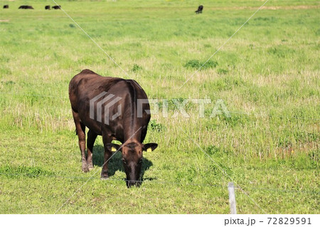 和牛 和牛 72829591