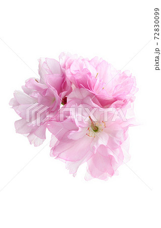 八重桜のクローズアップ 72830099