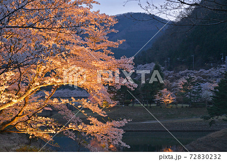 京都 美山 大野ダム公園桜ライトアップ 京都府南丹市の写真素材 7232