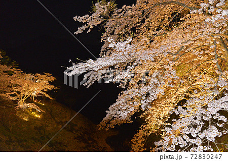 京都 美山 大野ダム公園桜ライトアップ 京都府南丹市の写真素材 7247