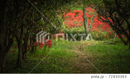 岐阜県 津谷川堤防 彼岸花 岐阜県 津谷川堤防 彼岸花 72830363