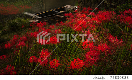 岐阜県 津谷川堤防 彼岸花の写真素材 73