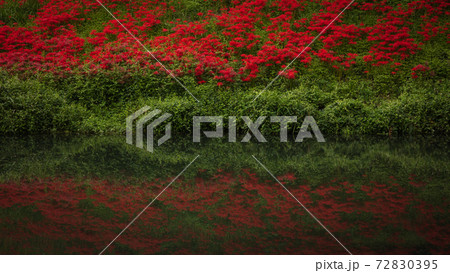 岐阜県 津谷川堤防 彼岸花 岐阜県 津谷川堤防 彼岸花 72830395