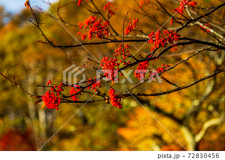 （長野県）蓼科・女神湖　湖畔の紅葉 72830456