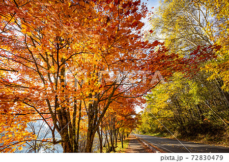 （長野県）蓼科・女神湖　湖畔の紅葉　夜明け 72830479
