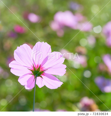 一輪のピンク色のコスモスの花の写真素材 7634