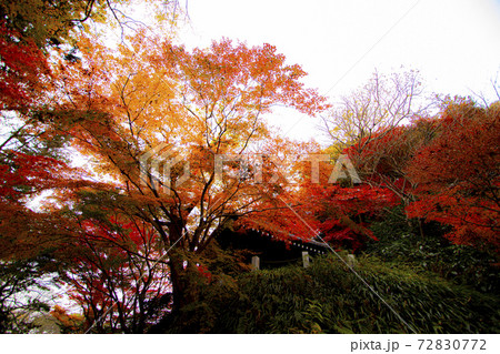 鎌倉　妙本寺 72830772