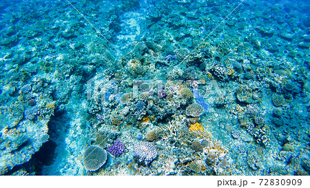 沖縄　阿嘉島の珊瑚礁　水中写真 72830909