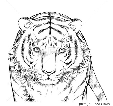 Tiger Line Art Stock Illustration 7210