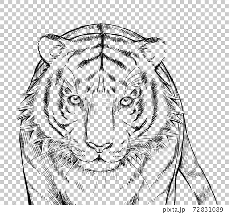 Street art tiger line art in white background