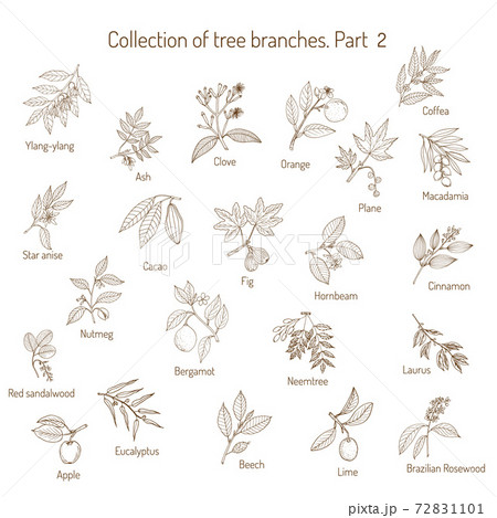 Set of different tree branches 72831101