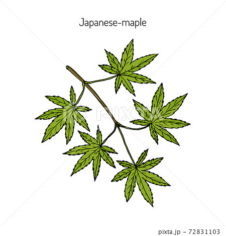 Japanese-maple, vector illustration 72831103