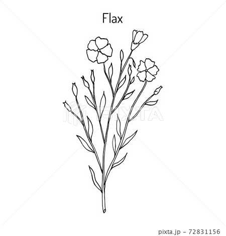 Flax plant with flowers 72831156