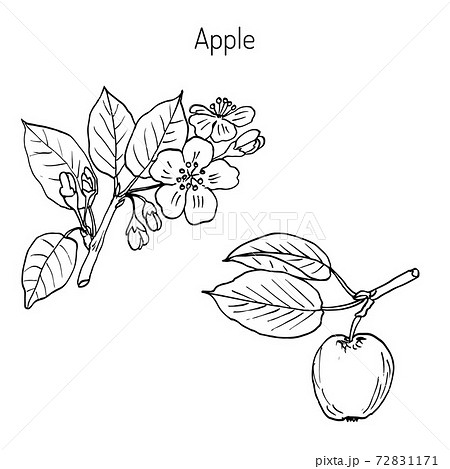 Hand drawing apple tree branch 72831171