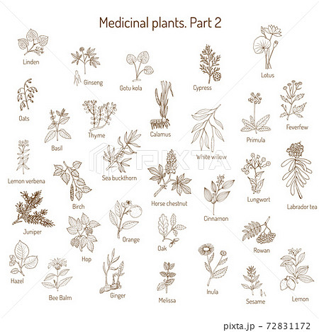 Vintage collection of medical herbs Vintage collection of medical herbs 72831172