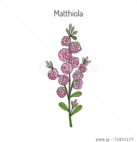 Matthiola iincana, vector illustration 72831177