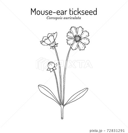 Mouse-ear tickseed Coreopsis auriculata , perennial plant 72831291