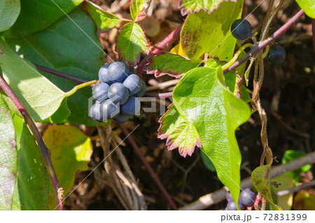 アオツヅラフジ アオツヅラフジ 72831399